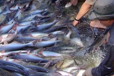 ผลิตภัณฑ์ปลาไม่มีเกล็ดของเวียดนามถูกสหรัฐเก็บภาษีสูงอย่างไม่เคยมีมาก่อน